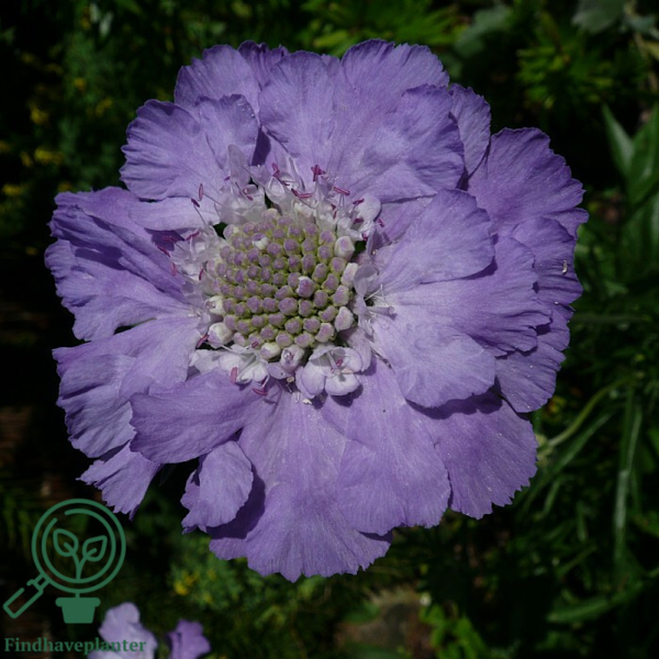 Scabiosa caucasica 'Perfecta', Kaukasisk skabiose