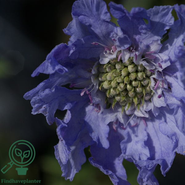 Scabiosa caucasica 'Perfecta', Kaukasisk skabiose