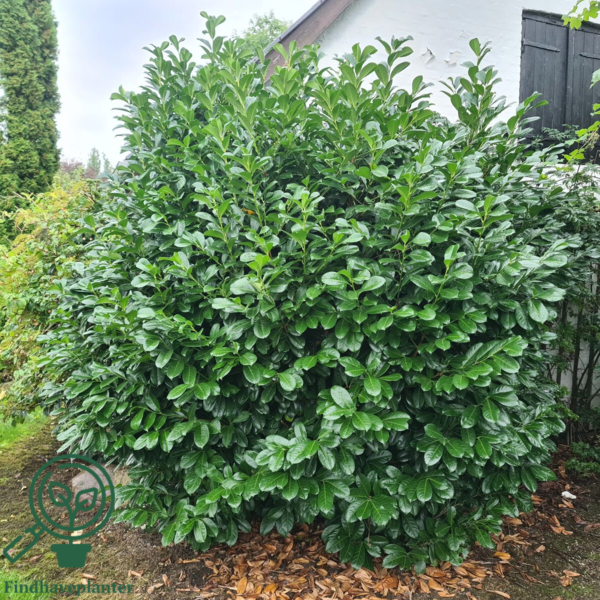 Prunus laur. 'Novita', Kirsebærlaurbær  60-80cm