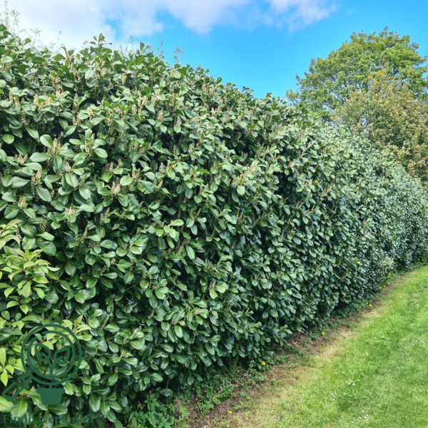 Prunus laur. 'Novita', Kirsebærlaurbær  60-80cm
