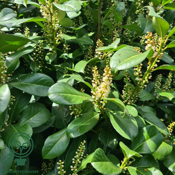 Prunus laur. 'Novita', Kirsebærlaurbær  80-100cm