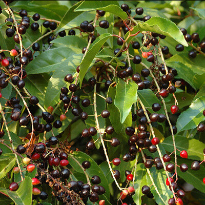 Prunus lusitanica 'Angustifolia', Portugisisk laurbær 60-80cm