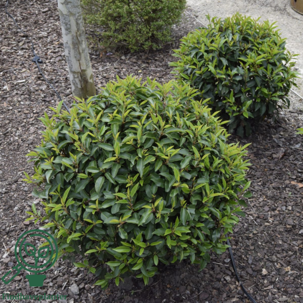 Prunus lusitanica 'Angustifolia', Portugisisk laurbær 60-80cm