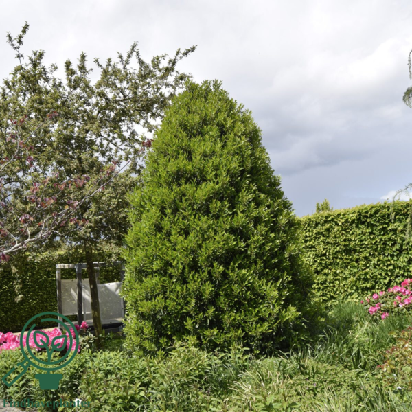 Prunus lusitanica 'Angustifolia', Portugisisk laurbær 80-100cm