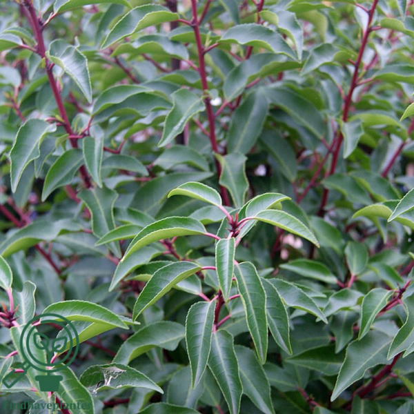 Prunus lusitanica 'Angustifolia', Portugisisk laurbær 100-120cm