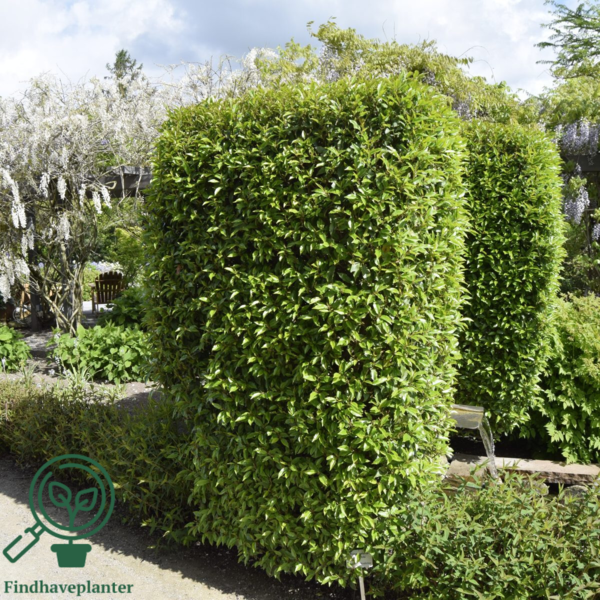 Prunus lusitanica 'Angustifolia', Portugisisk laurbær 100-120cm