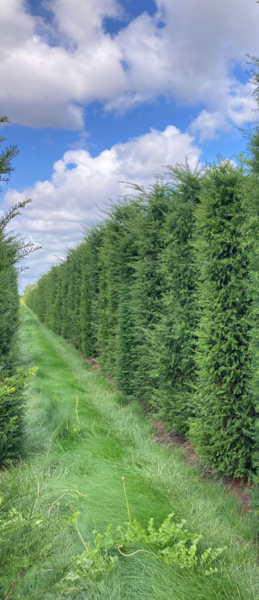 Taxus baccata, Alm. taks 40-50cm