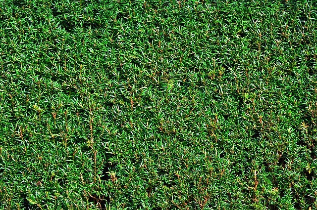 Taxus baccata, Alm. taks 40-50cm