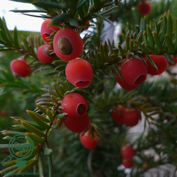 Taxus baccata, Alm. taks 50-60cm