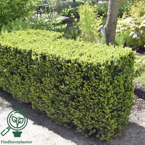 Taxus baccata, Alm. taks 50-60cm