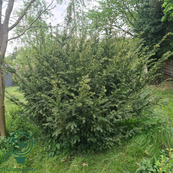 Taxus baccata, Alm. taks 60-80cm