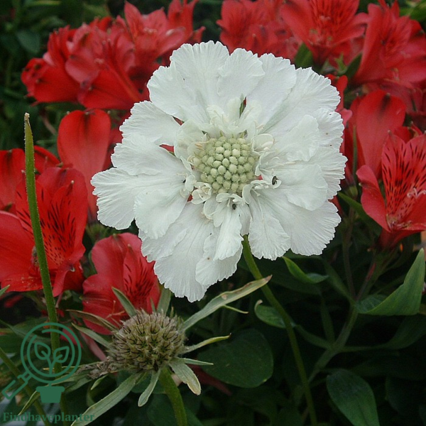 Scabiosa caucasica 'Perfecta Alba', Kaukasisk skabiose