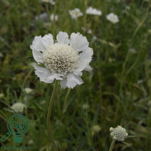Scabiosa caucasica 'Perfecta Alba', Kaukasisk skabiose