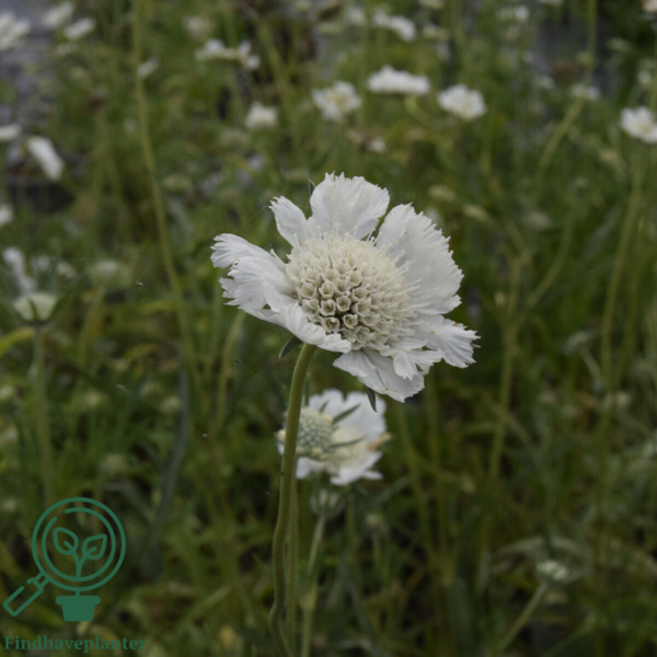 Scabiosa caucasica 'Perfecta Alba', Kaukasisk skabiose