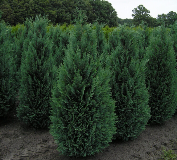 Chamaecyparis lawsoniana 'Columnaris', Blå cypres 60-80cm