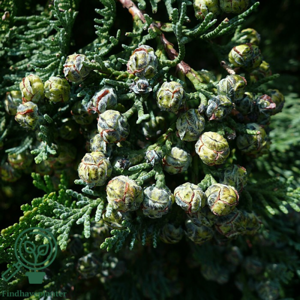 Chamaecyparis lawsoniana 'Columnaris', Blå cypres 80-100mc