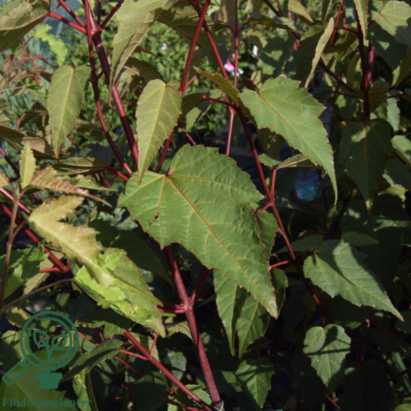 Acer davidii – David-løn