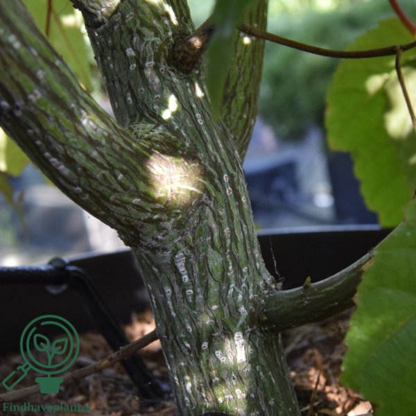 Acer davidii – David-løn