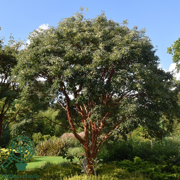 Acer griseum – Papirbarkløn