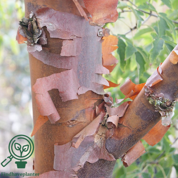 Acer griseum – Papirbarkløn