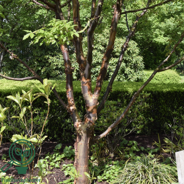 Acer griseum – Papirbarkløn