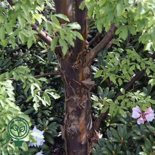 Acer griseum – Papirbarkløn