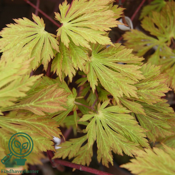 Acer japonicum ‘Aconitifolium’ – Japansk løn