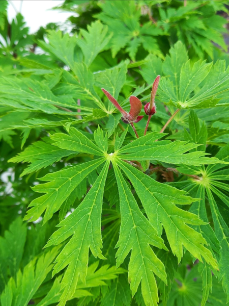 Acer jap. ‘Aconitifolium’ – Japansk løn