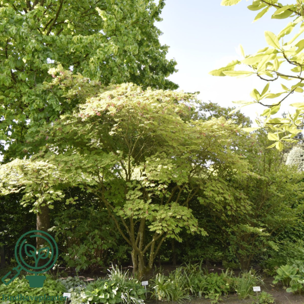 Acer japonicum ‘Aconitifolium’ – Japansk løn