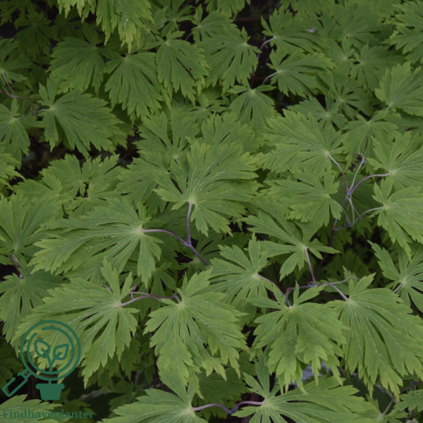 Acer japonicum ‘Aconitifolium’ – Japansk løn