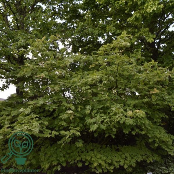 Acer japonicum ‘Aconitifolium’ – Japansk løn