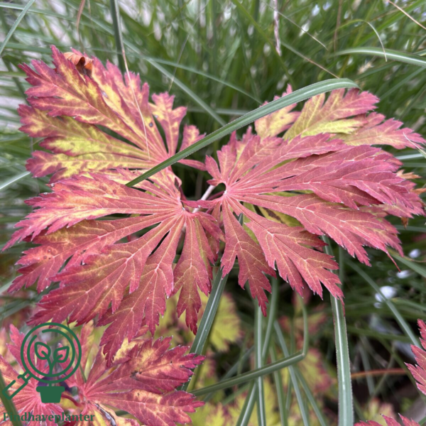 Acer japonicum ‘Aconitifolium’ – Japansk løn