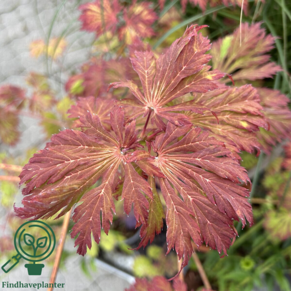 Acer japonicum ‘Aconitifolium’ – Japansk løn