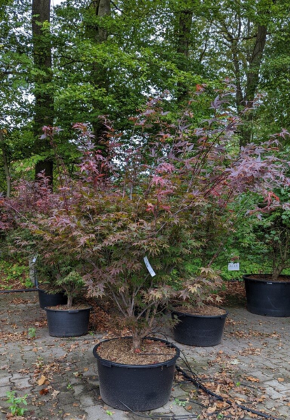 Acer pal. ‘Atropurpureum’ – Japansk løn