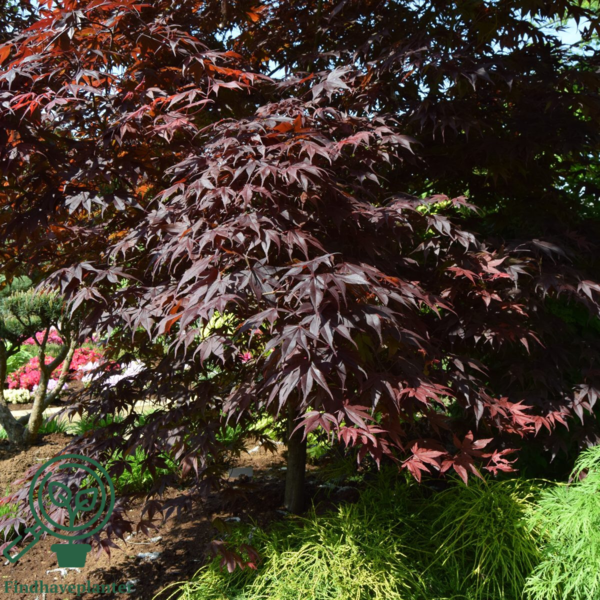 Acer palmatum ‘Atropurpureum’ – Japansk løn