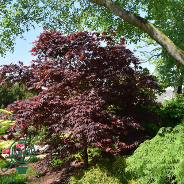 Acer palmatum ‘Atropurpureum’ – Japansk løn