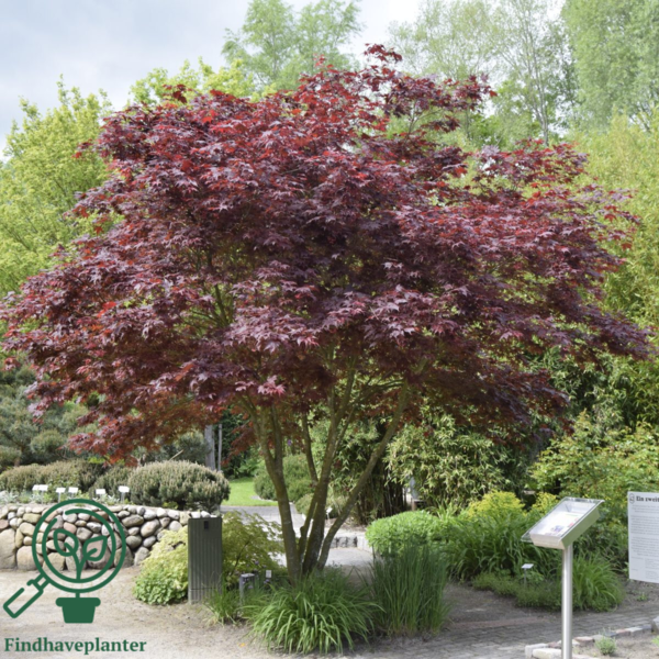 Acer palmatum ‘Atropurpureum’ – Japansk løn