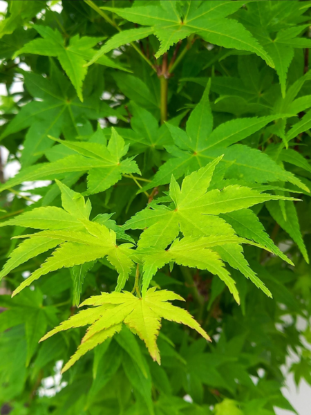 Acer pal. ‘Aureum’ – Japansk løn