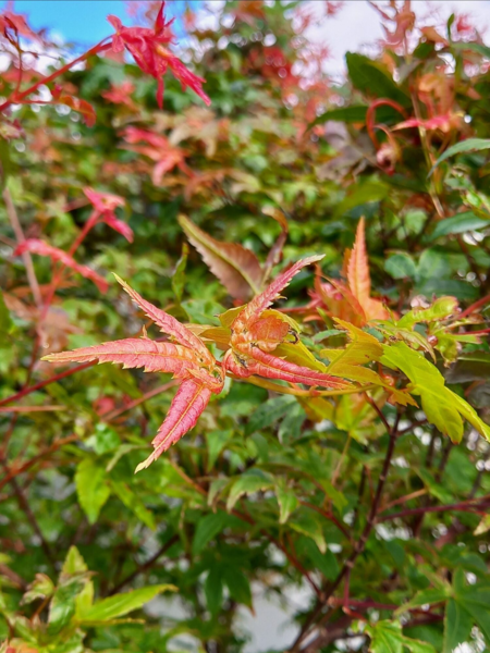 Acer pal. ‘Beni-maiko’ – japansk løn