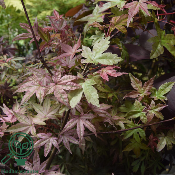 Acer palmatum ‘Beni-maiko’ – japansk løn