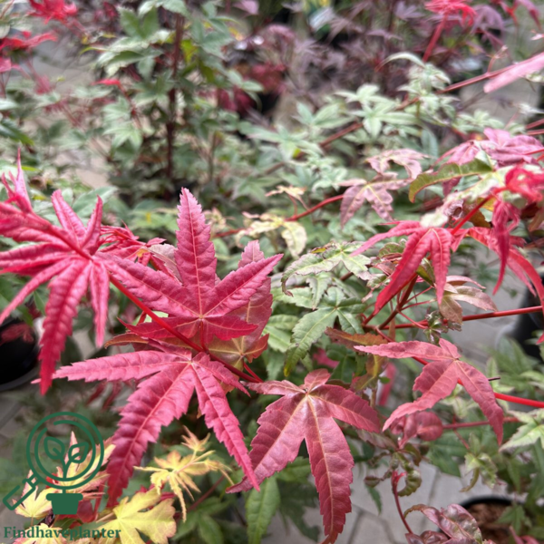 Acer palmatum ‘Beni-maiko’ – japansk løn