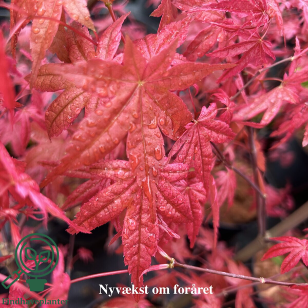 Acer palmatum ‘Beni-maiko’ – japansk løn