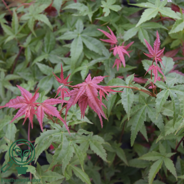 Acer palmatum ‘Beni-maiko’ – japansk løn