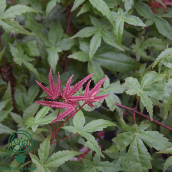 Acer palmatum ‘Beni-maiko’ – japansk løn
