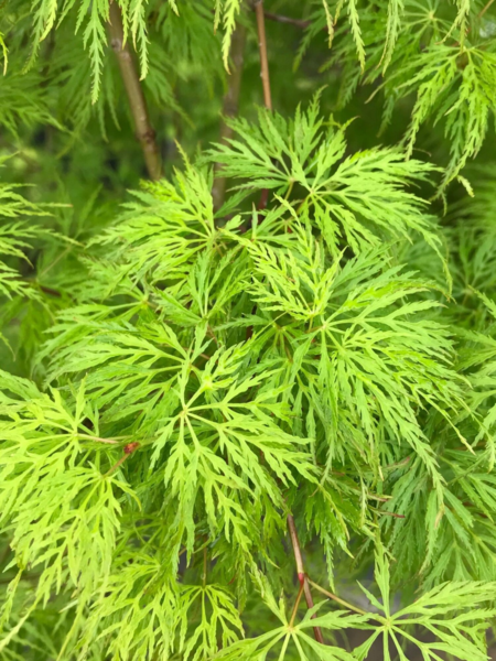 Acer pal. ‘Emerald Lace’ – Japansk løn