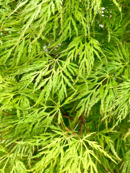 Acer palmatum ‘Emerald Lace’ – Japansk løn
