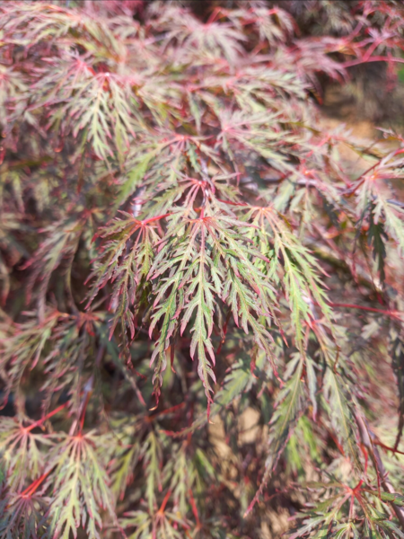 Acer palmatum ‘Inaba-shidare, Japansk læn