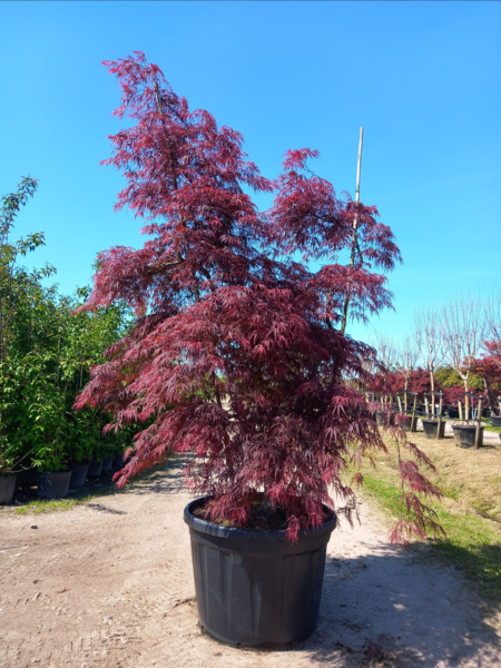 Acer palmatum ‘Inaba-shidare, Japansk læn