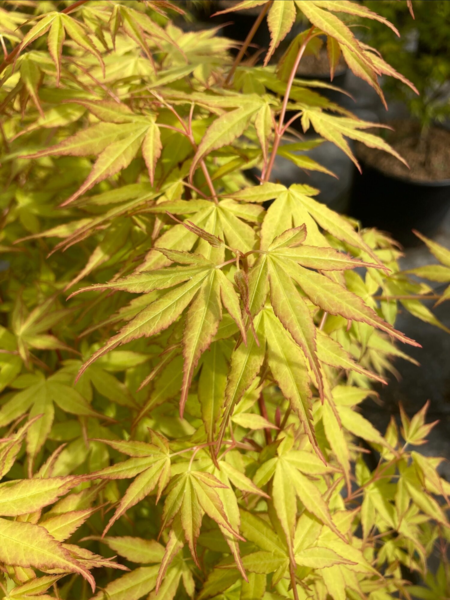 Acer pal. ‘Katsura’ – Japansk løn