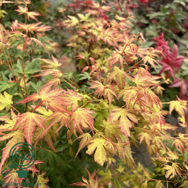 Acer palmatum ‘Katsura’ – Japansk løn
